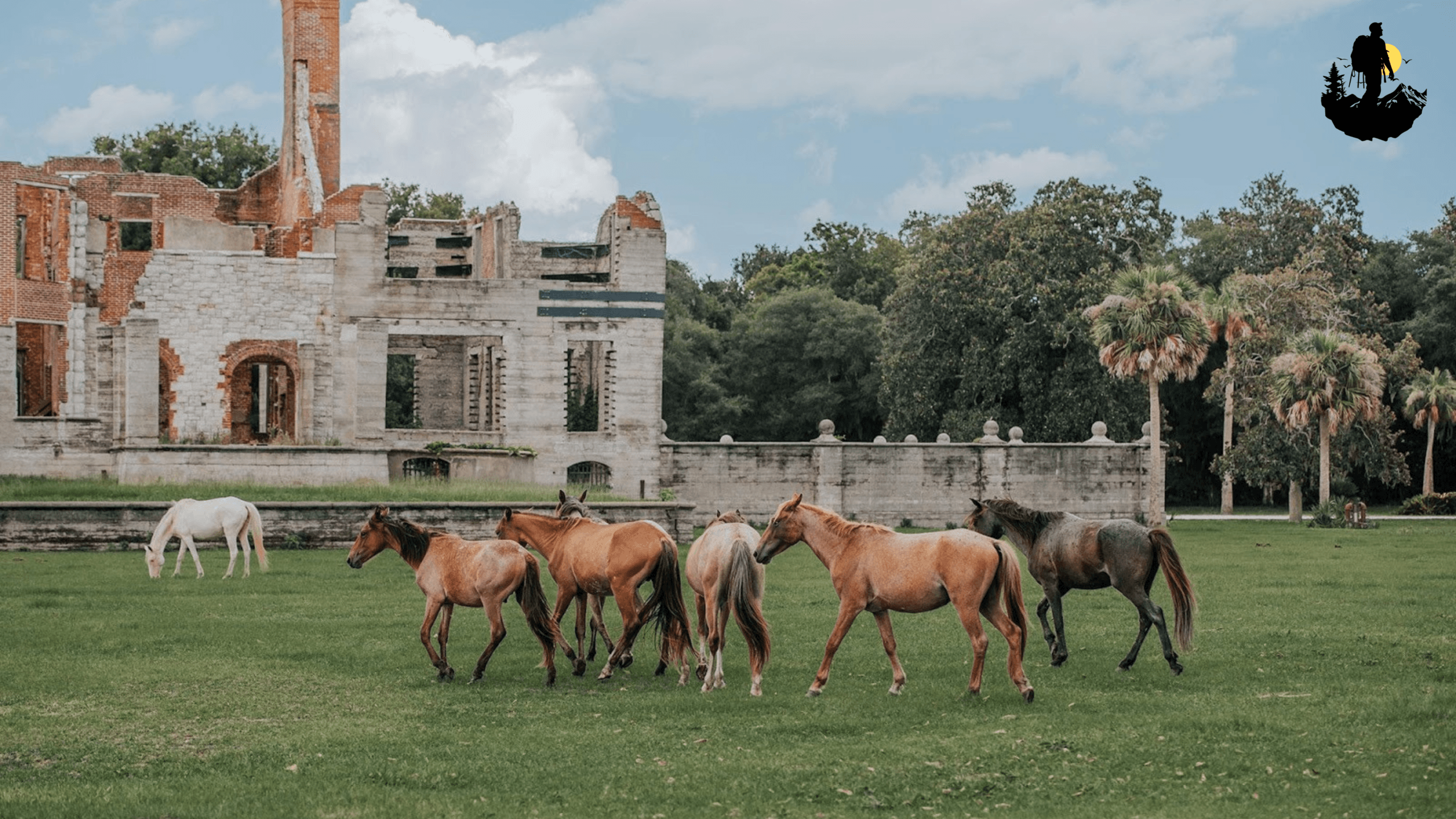 Cumberland Island, Georgia- All you need to know!