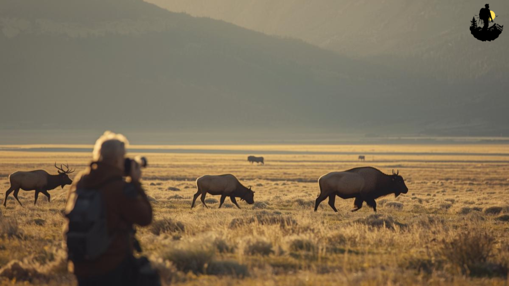 Wildlife Photography Tips for Remote Parks