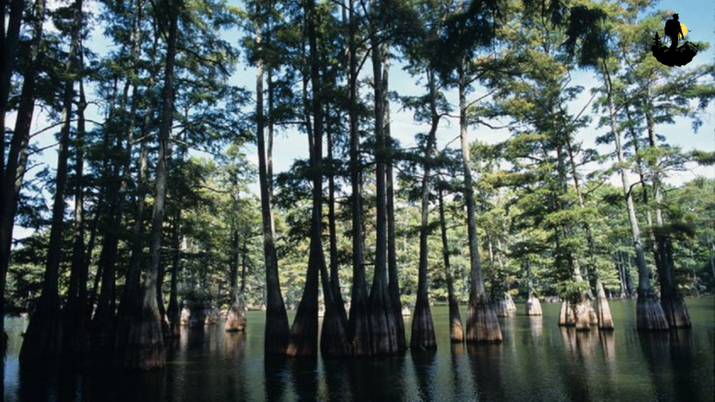 Big Thicket National Preserve