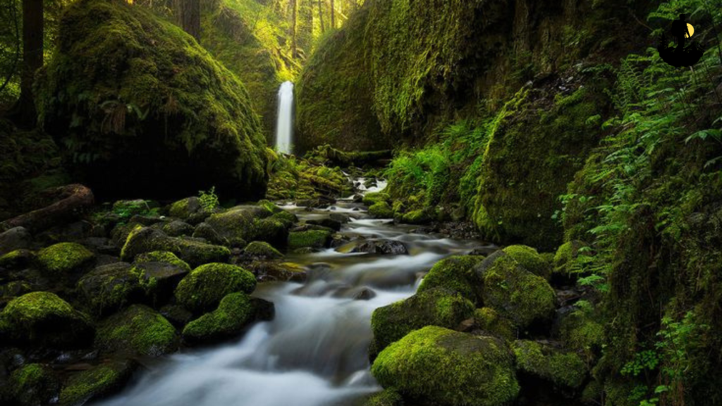 Practical Tips for Visiting Hidden Forest Escapes