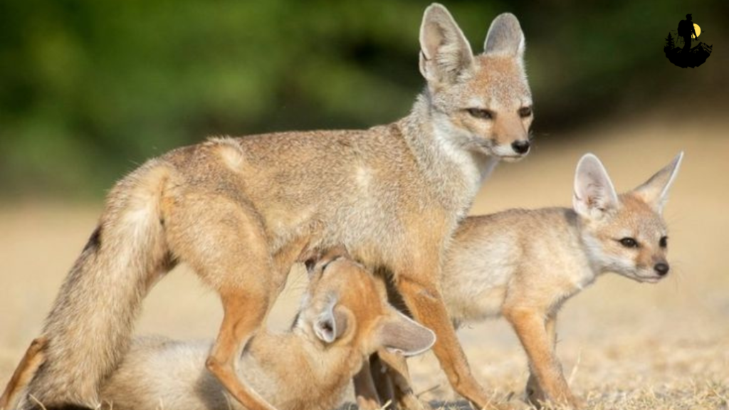 Great Basin National Park