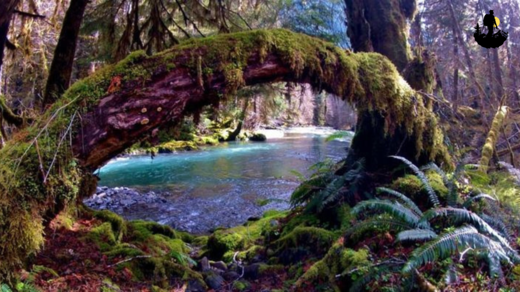Hoh Rainforest, Olympic National Park