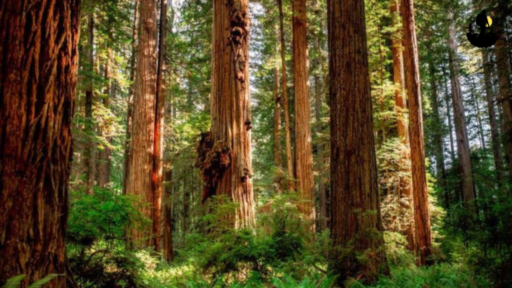Jedediah Smith Redwoods State Park
