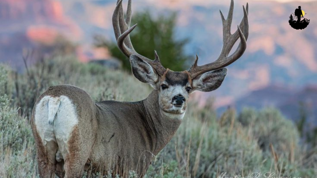 Capitol Reef National Park