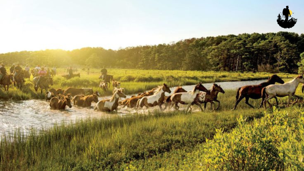 Assateague Island, Maryland and Virginia