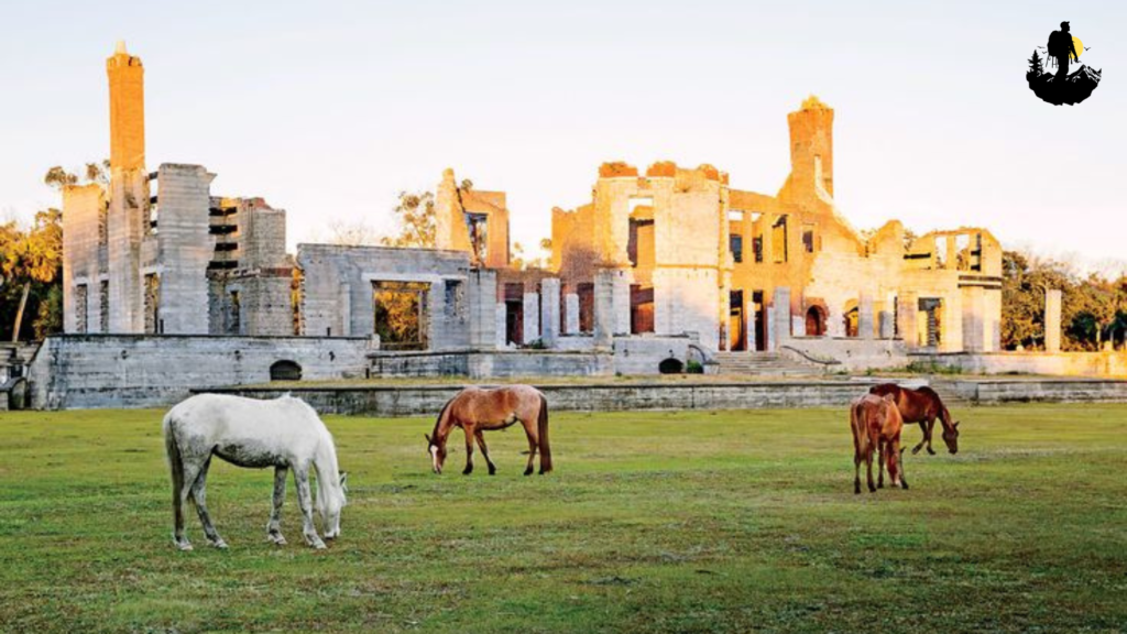 Cumberland Island, Georgia