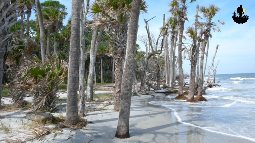 Hunting Island Beach, South Carolina