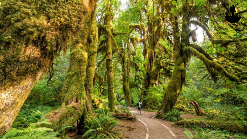 Hoh Rain Forest, Washington