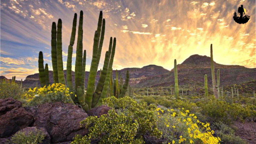 Organ Pipe Cactus National Monument