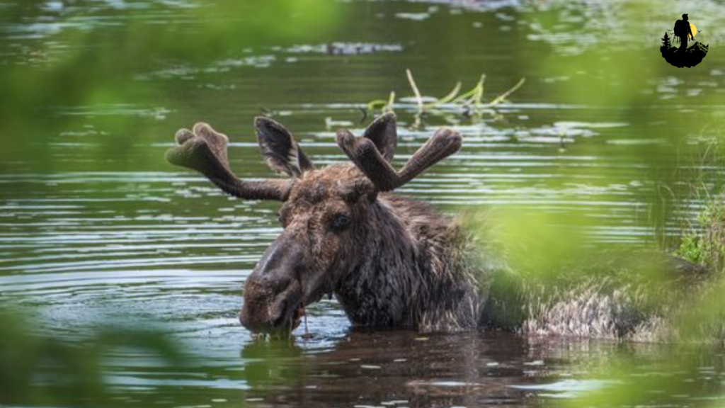 Isle Royale National Park, Michigan