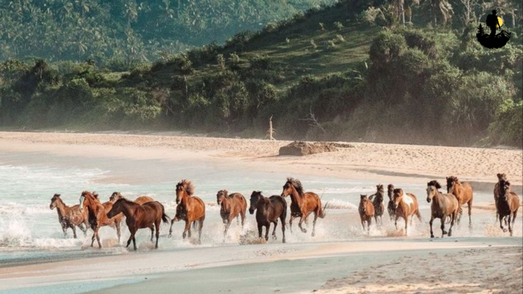 Cumberland Island, Georgia