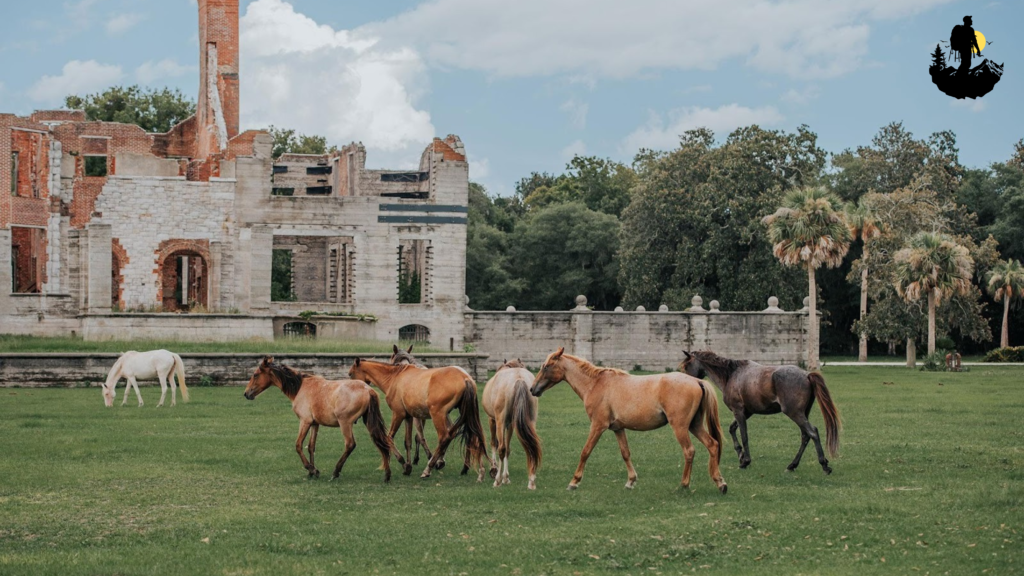 Cumberland Island, Georgia- All you need to know!